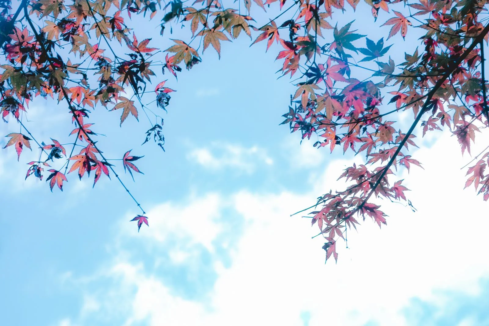 もみじと青空